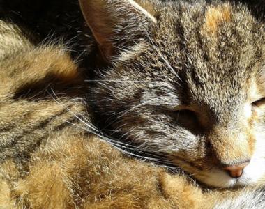Почему кошки любят спать на людях: все объяснения от логических до суеверных